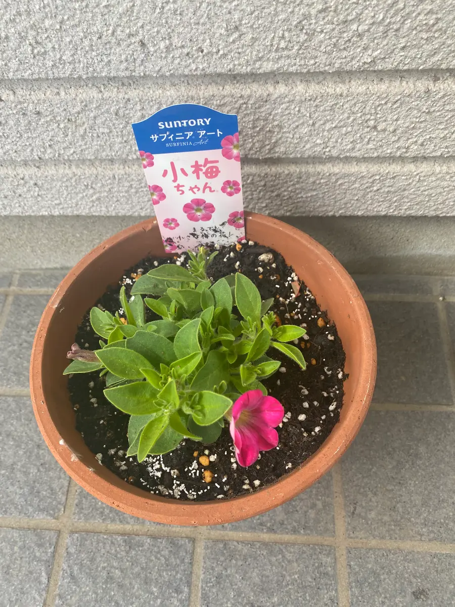 小梅ちゃんを植え替え（鉢増し）｜園芸日記byポートピア｜みんなの趣味