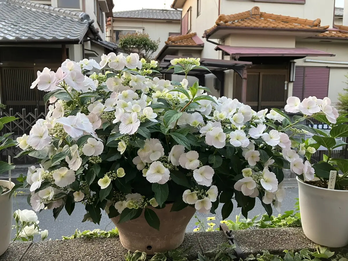 ラグランジア ブライダルシャワー｜園芸日記byはなすきすき