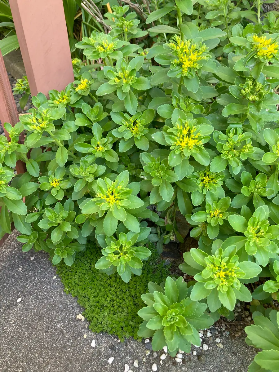 キリンソウが咲いてた😊｜園芸日記byリンチャムジェイ｜みんなの趣味の