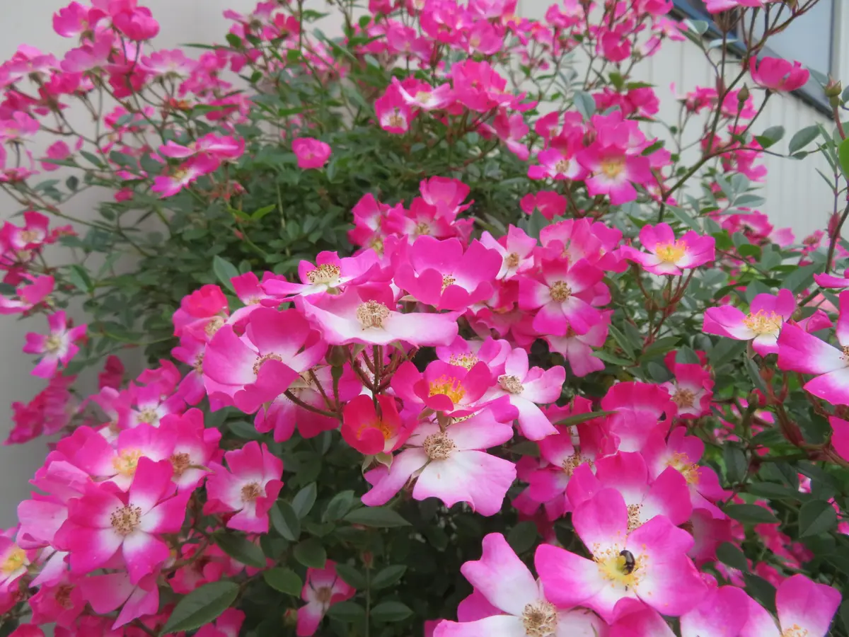小さいバラたち｜園芸日記byらぶち｜みんなの趣味の園芸｜1081528