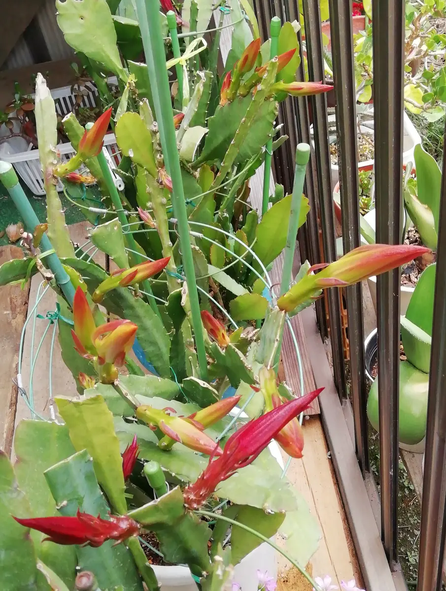 多肉植物 イースターカクタス こぶり オレンジ 鳩座 （発根済）②