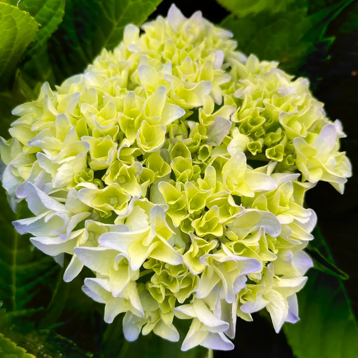 推しのアジサイ「星あつめ」入荷しました。 | 大森の花屋 大花園