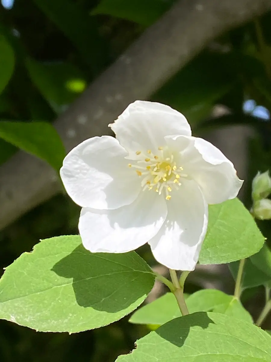 白い花｜園芸日記by染ちゃん｜みんなの趣味の園芸｜1081656
