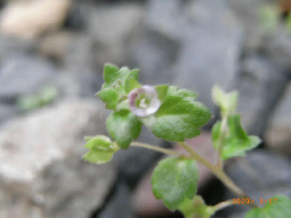 イヌノフグリ 3種類｜園芸日記byメギツネ｜みんなの趣味の園芸｜1081662