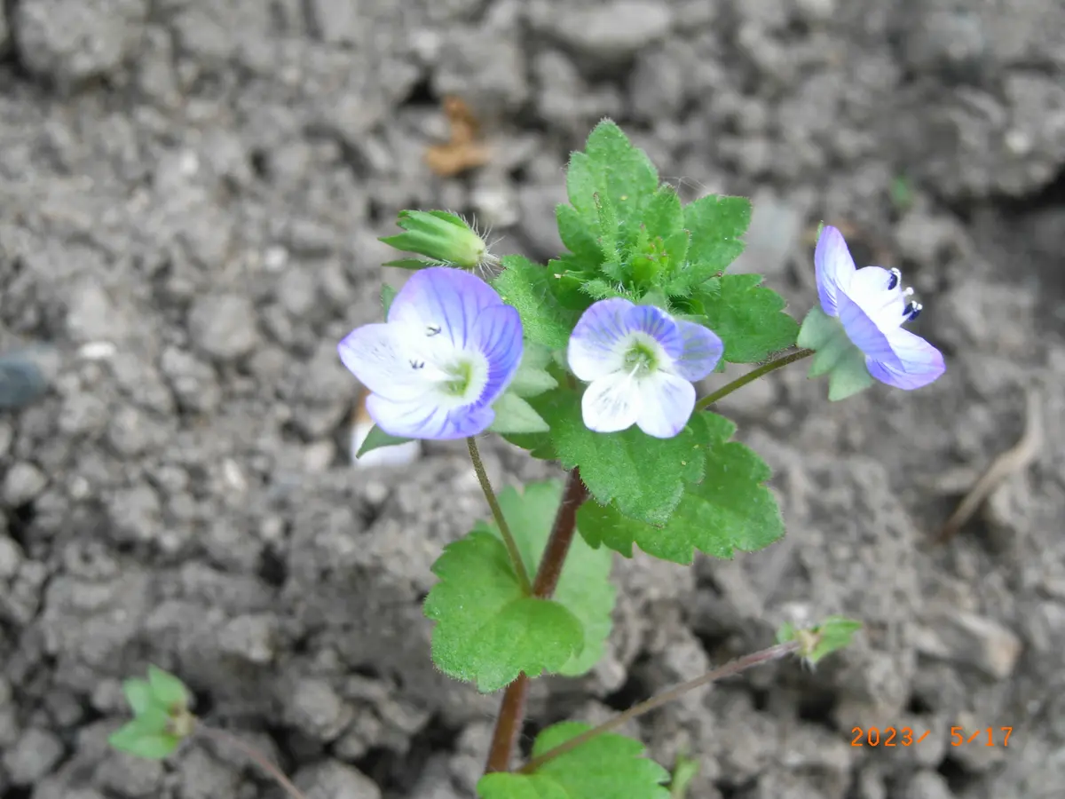 イヌノフグリ 3種類｜園芸日記byメギツネ｜みんなの趣味の園芸｜1081662