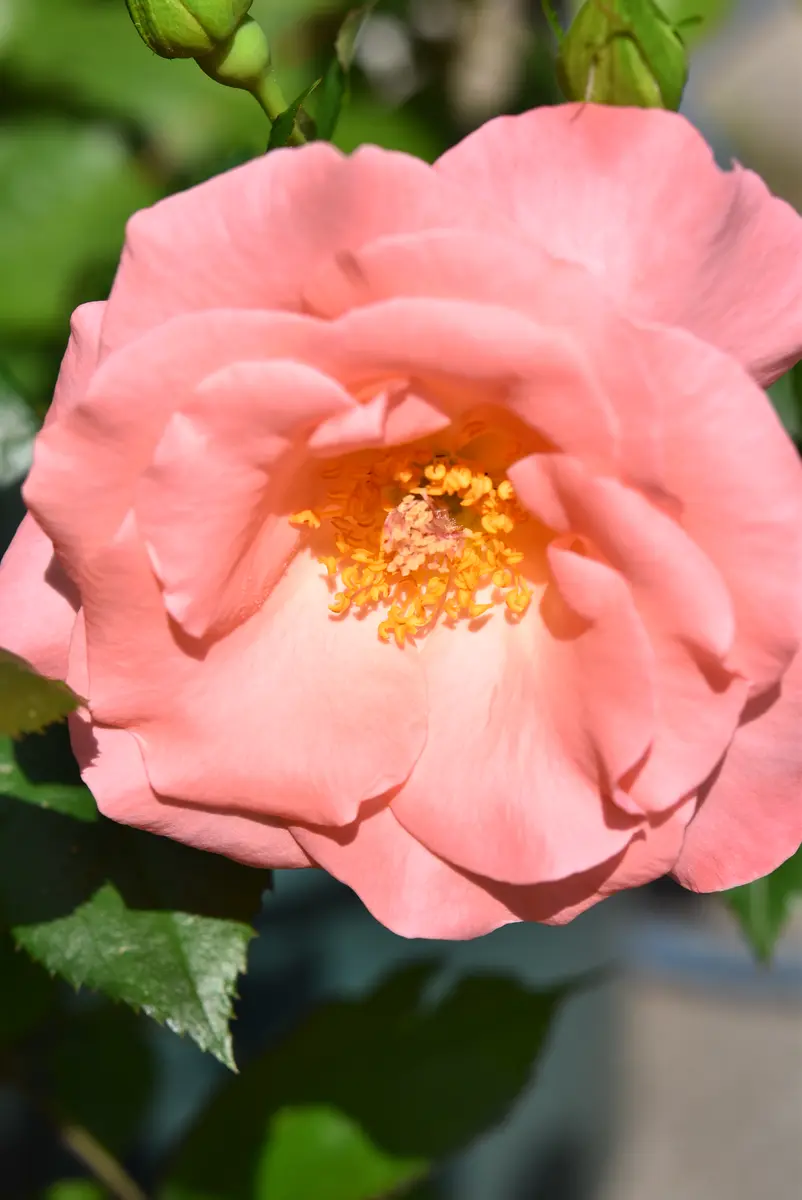 リバプールエコー 超超大株 バラ 薔薇 イングリッシュローズ リバプールエコー 超超大株 バラ 薔薇 イングリッシュローズ - メルカリ