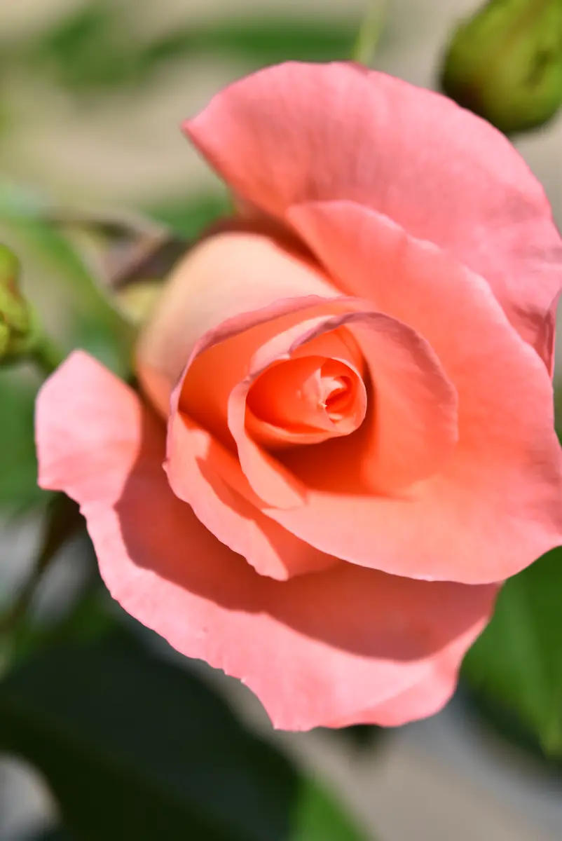 薔薇 リバプールエコー｜園芸日記by赤いハナミズキ｜みんなの趣味の