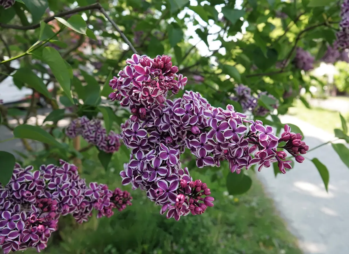 ライラックを見てきました｜園芸日記by小春｜みんなの趣味の園芸｜1081862