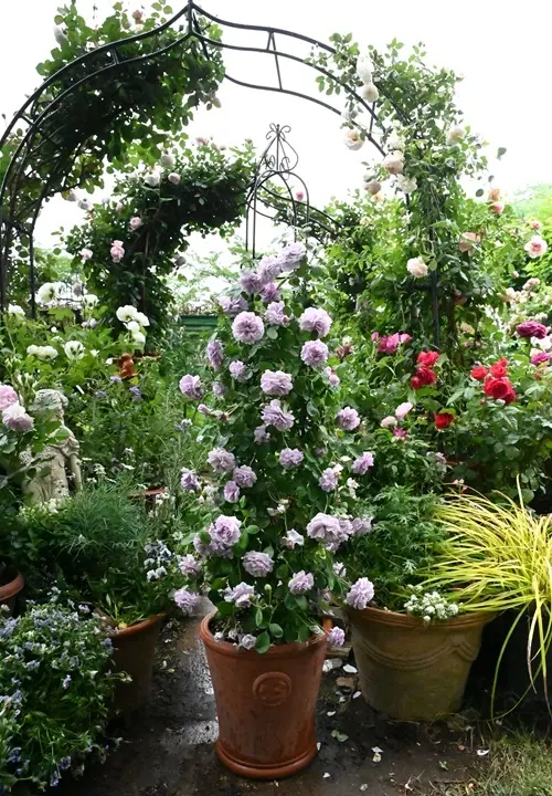 バラの鉢植えの日記一覧|有島 薫さんの園芸日記〔2ページ目 バラの鉢植えの日記一覧|有島 薫さんの園芸日記〔2ページ目