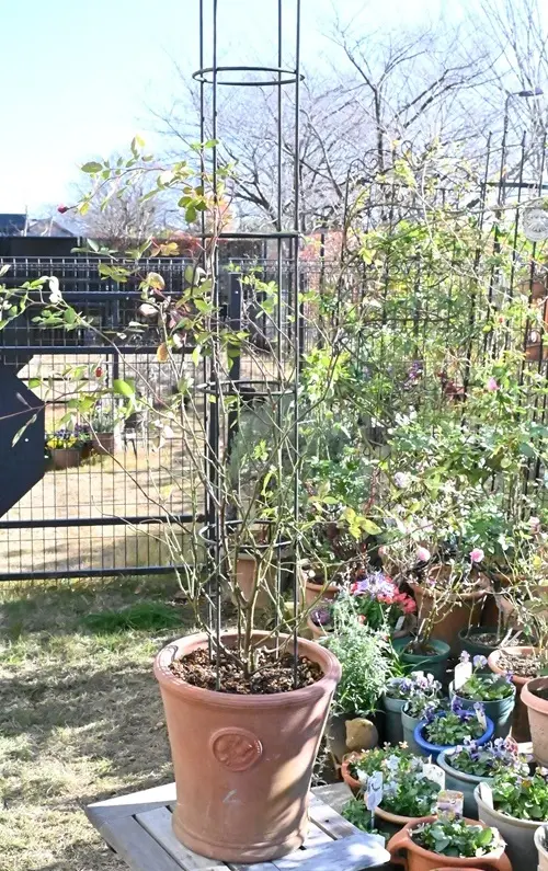 YouTube撮影に使ったレイニー・ブルーです。｜園芸日記by有島 薫