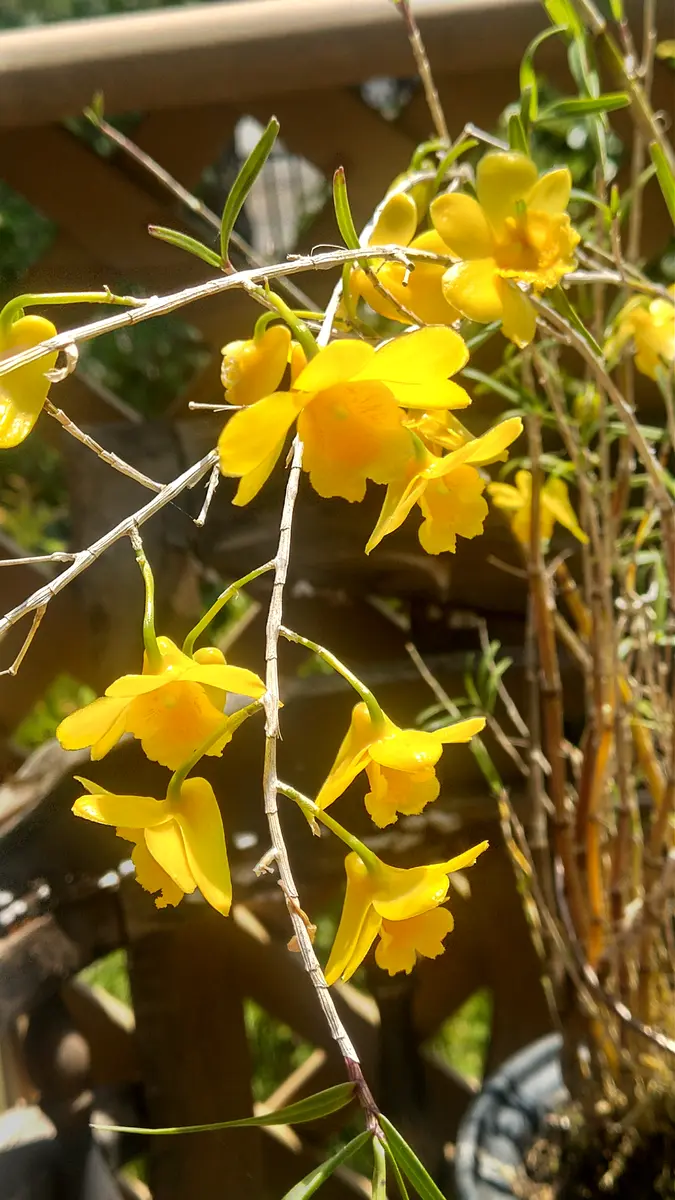 鮮やかな黄花💛 竹葉セッコク｜園芸日記byドブたぬきの部屋｜みんなの
