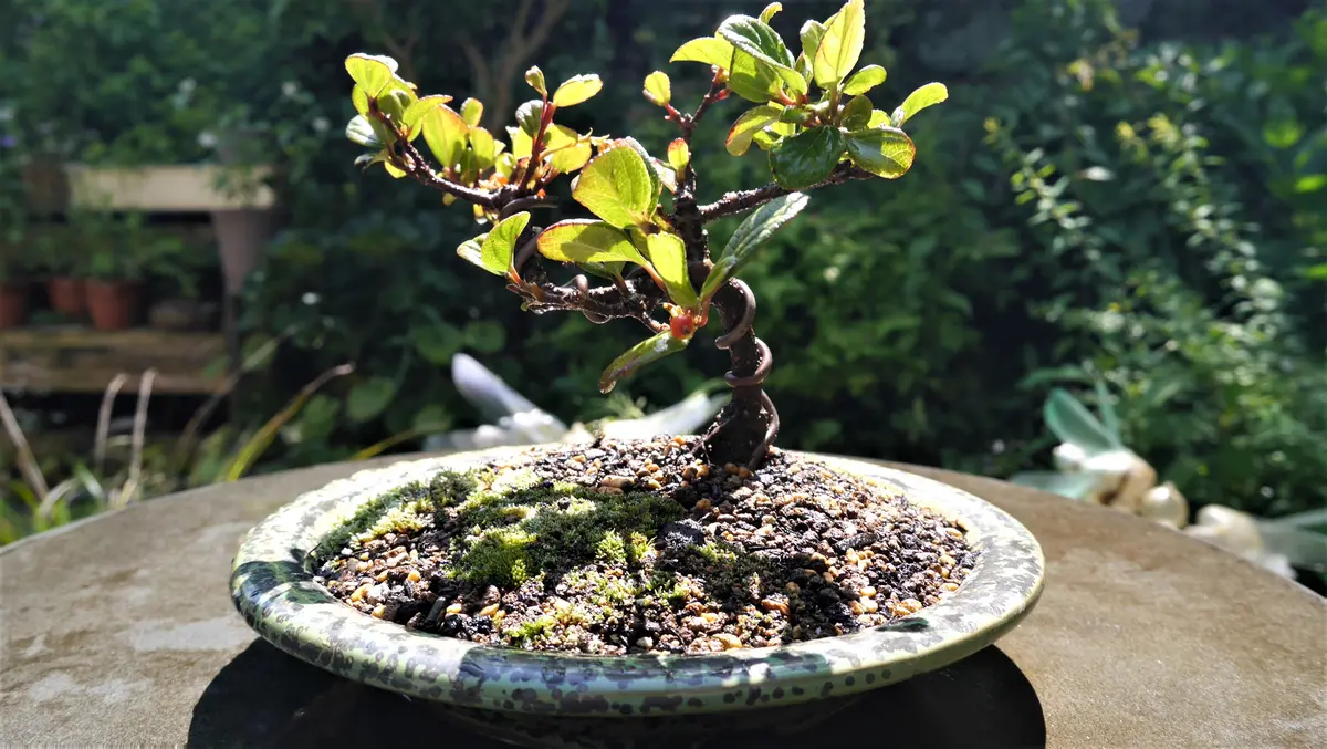 胡麻樹(ゴモジュ)の植替え｜園芸日記byshinji70｜みんなの趣味の園芸 
