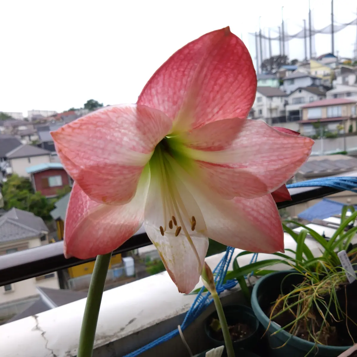 真紅のアマリリス | コタブロ日記 多肉植物・ヤシ・蘇鉄・猫好き