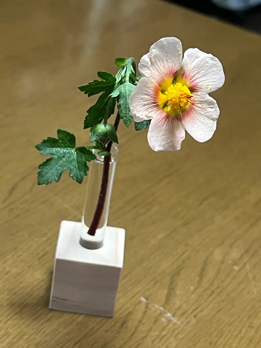 マルバストラム 確認用です（╹◡╹）♡ 【公式通販】