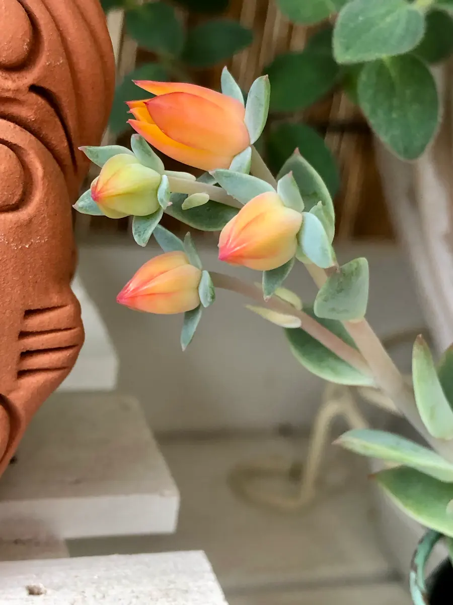 おまとめ中！39SALE！多肉植物^o^ ファンクィーン