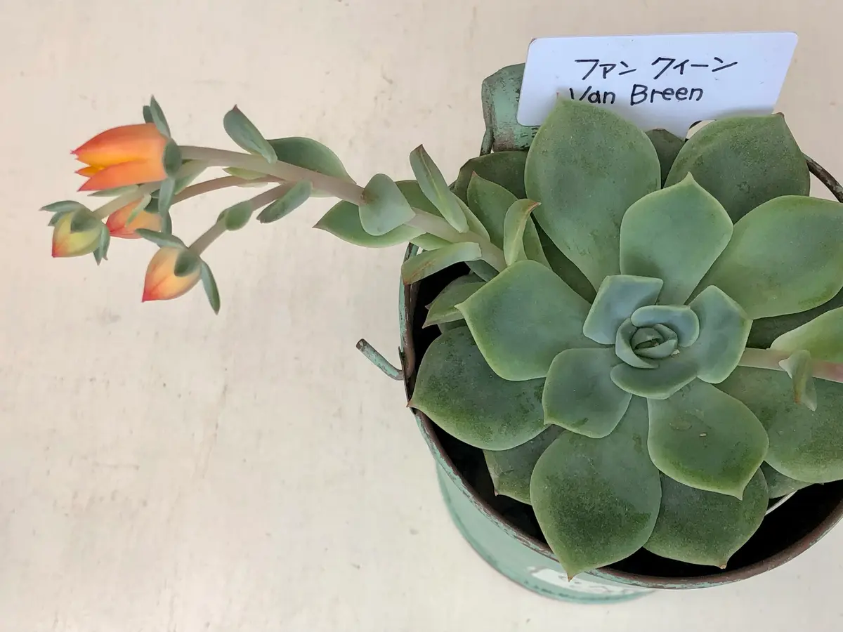 ファンクイーン』多肉の花😳‼︎｜園芸日記bymocomaru｜みんなの