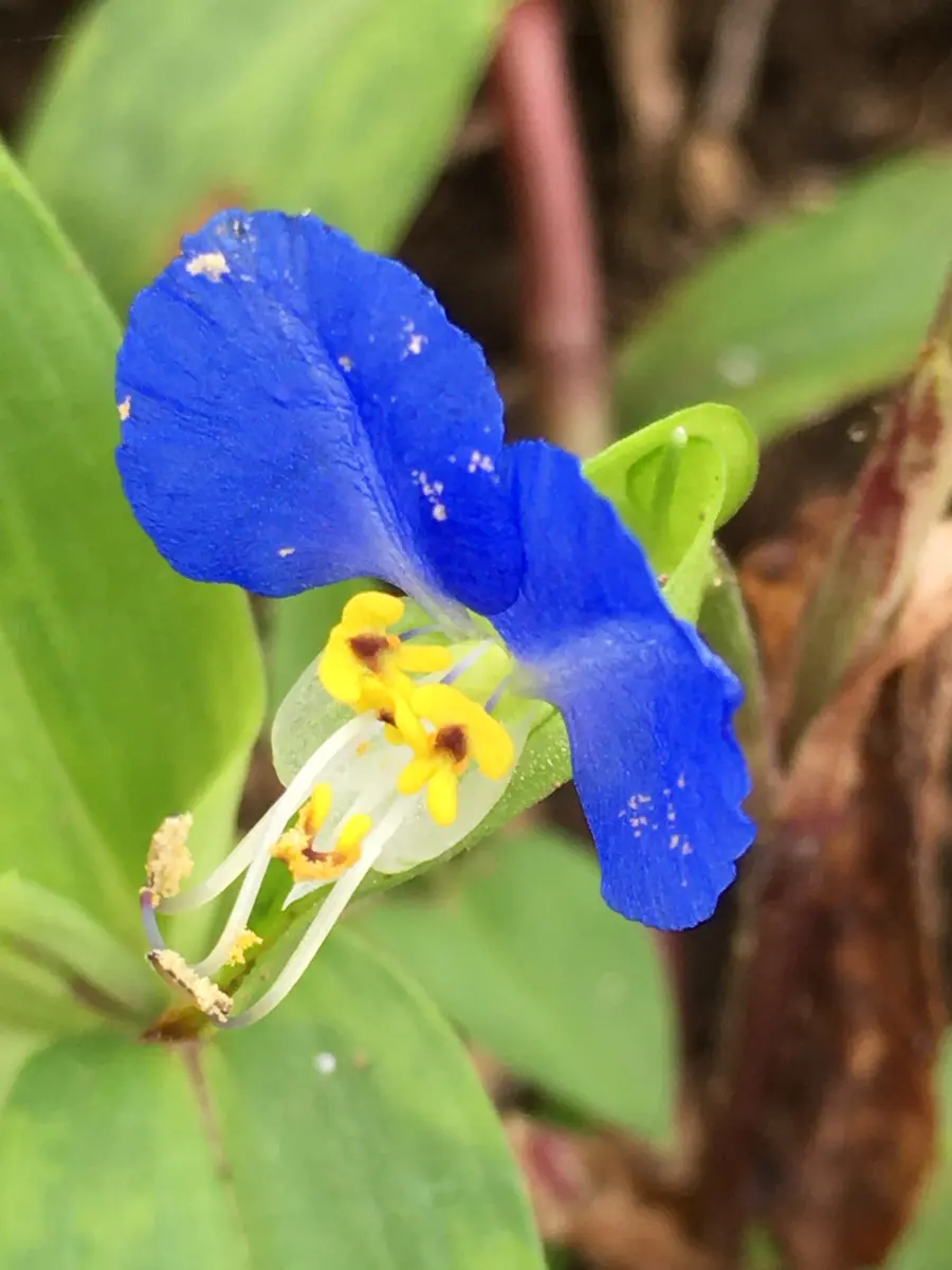 露草｜園芸日記bysn｜みんなの趣味の園芸｜1082916