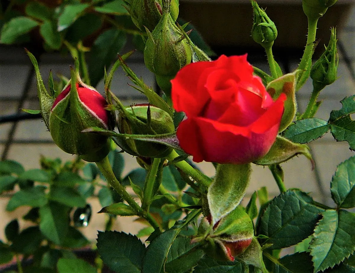 バラ（80）： ミニバラ／品種不明【赤色花】＜3＞〔写真2枚目