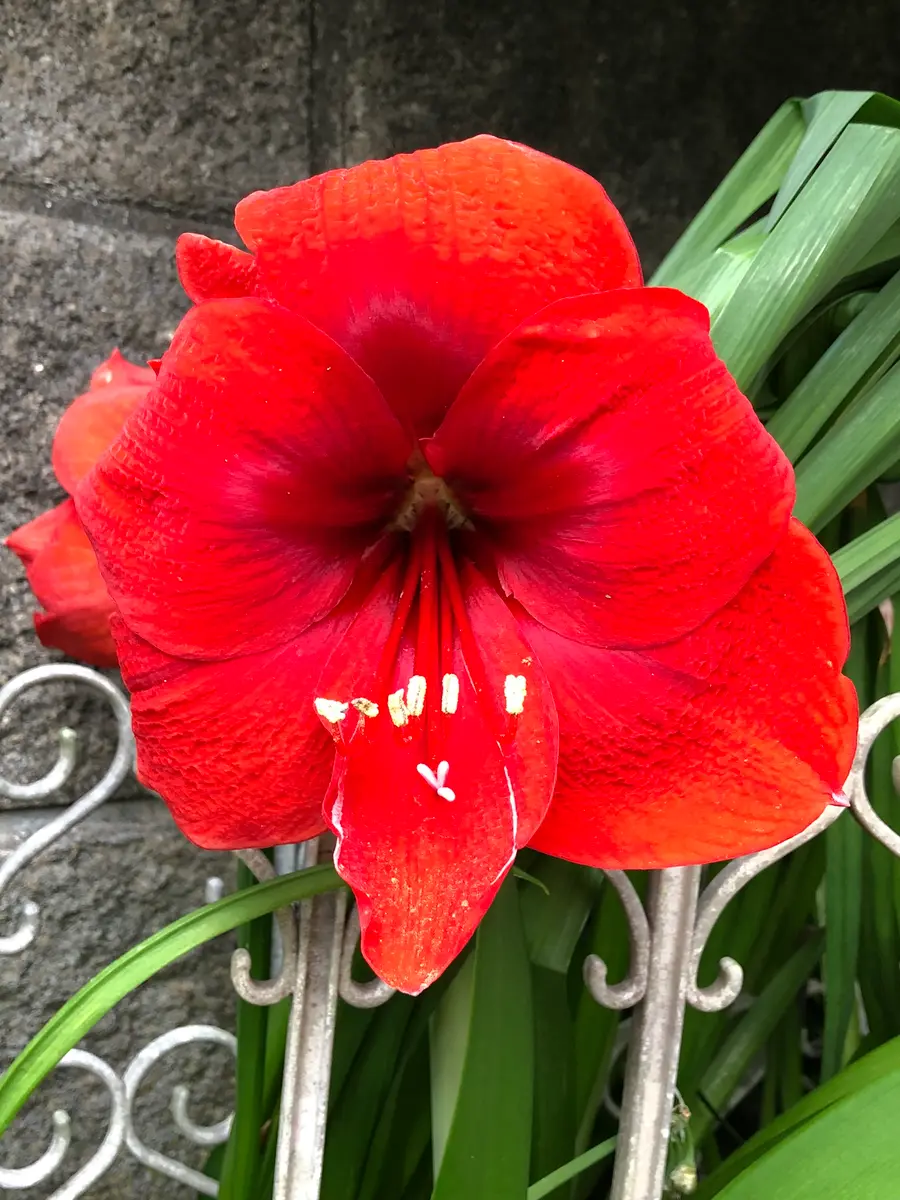 アマリリス 赤｜園芸日記bydenndoro-k｜みんなの趣味の園芸｜1083033