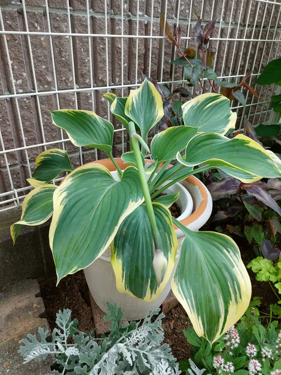 ギボウシ寒河江の植え替え｜園芸日記byさがえ｜みんなの趣味の園芸 