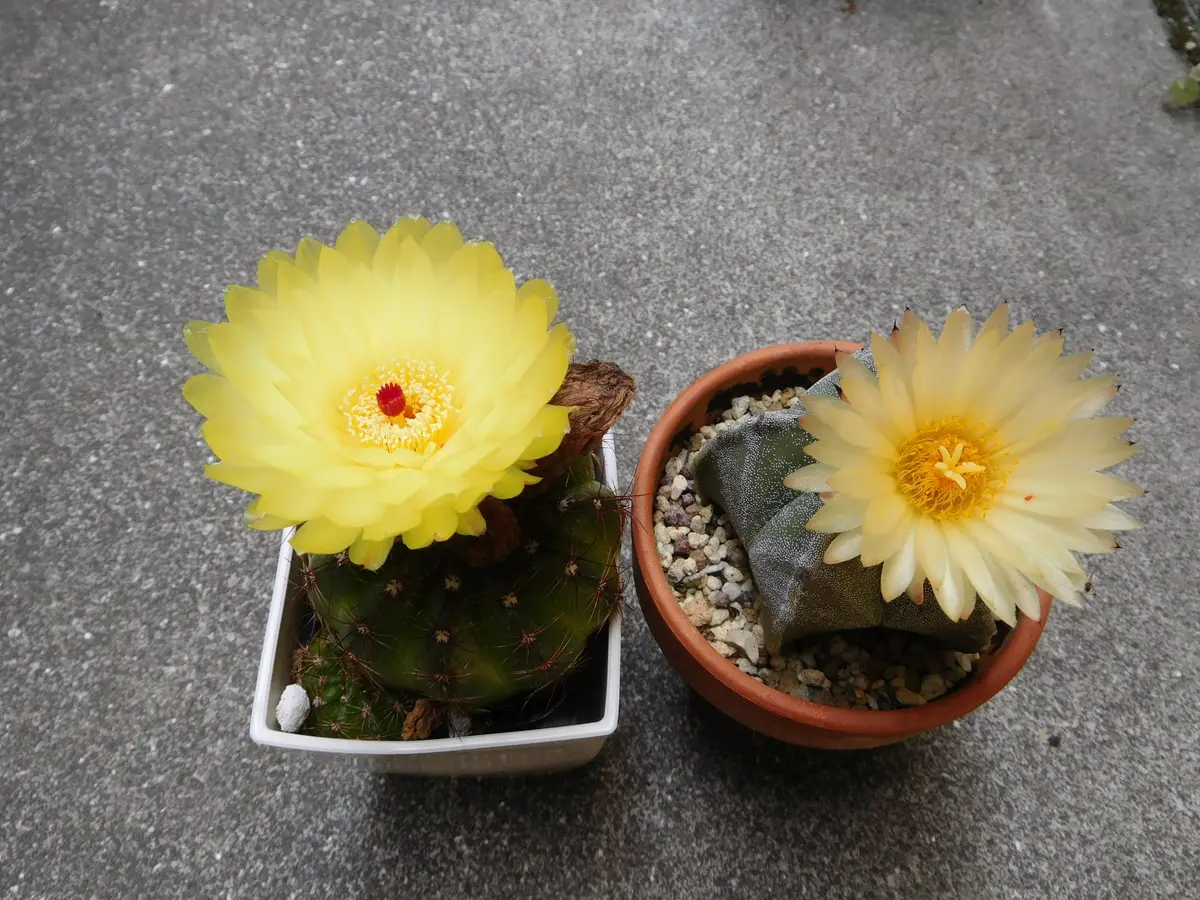 黄色の花のサボテン｜園芸日記byひょこりん｜みんなの趣味の園芸｜1083288