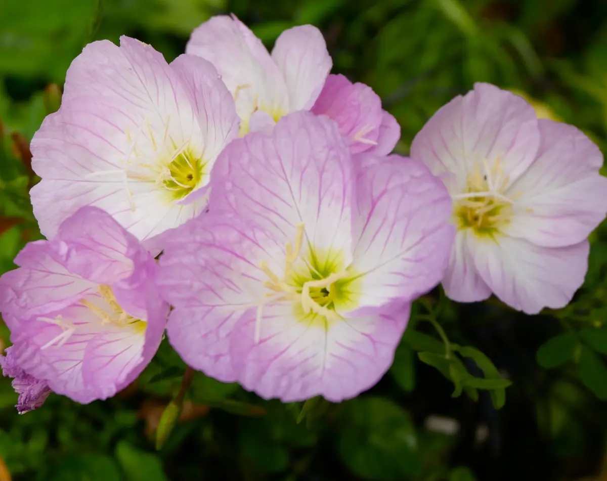 アマリリスの開花｜園芸日記byrumikoh｜みんなの趣味の園芸｜1336953