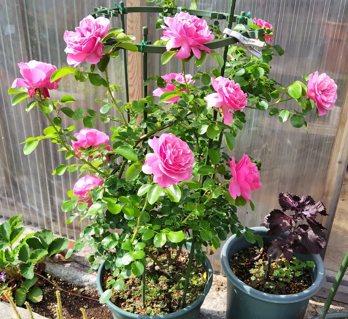 鉢植えのバラ｜園芸日記by園芸大好きおじさん｜みんなの趣味の園芸