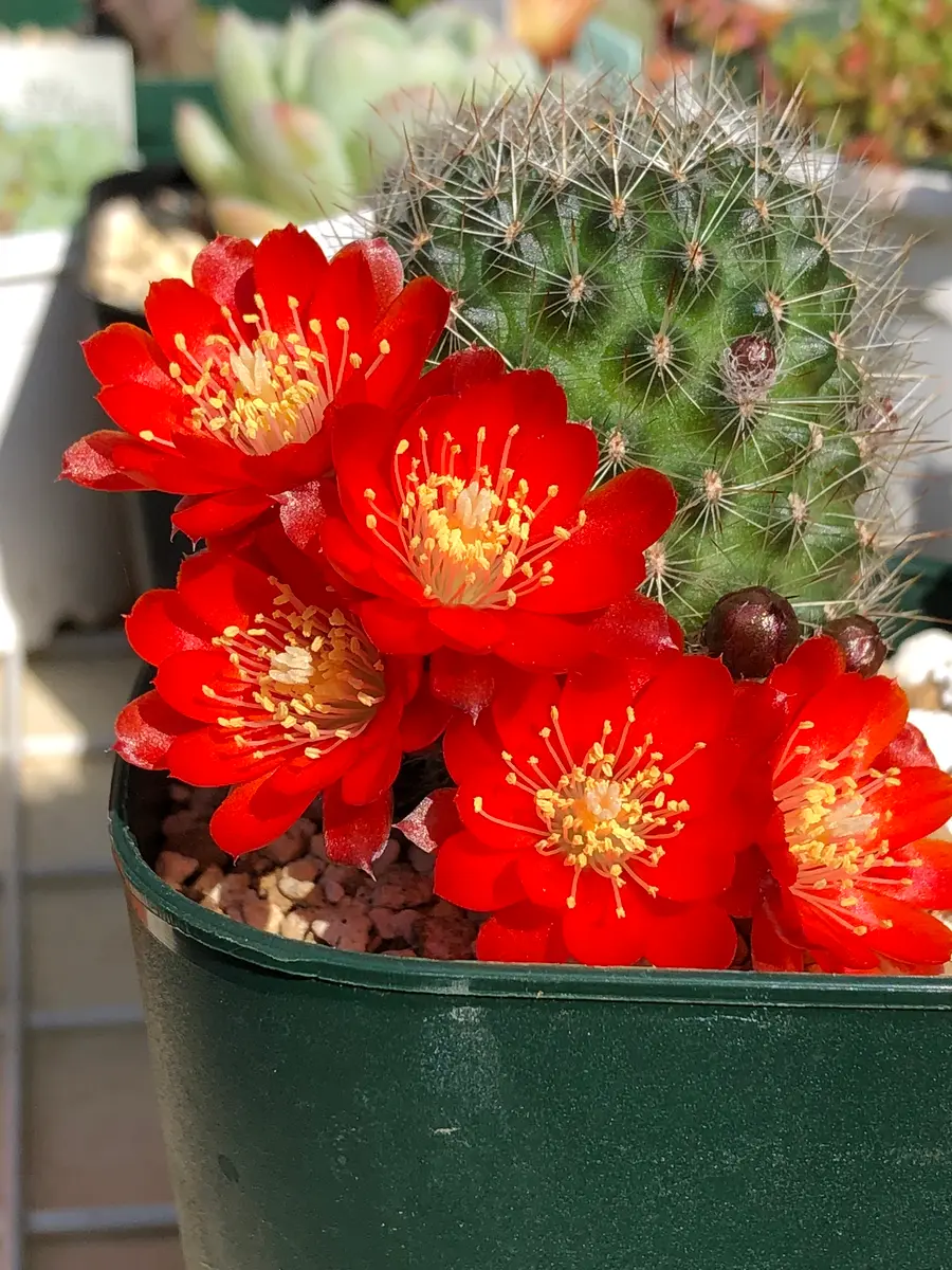 レブチア　ヘリオーサ　橙宝山 isla del pescado - Rebutia heliosa-紅宝山