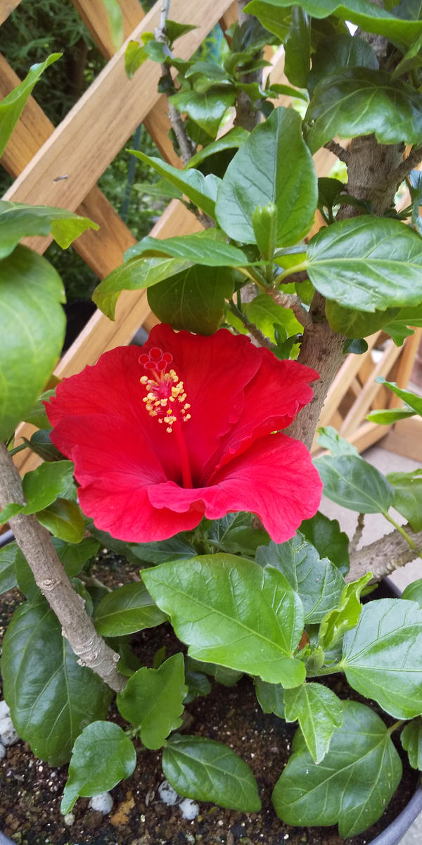 赤いお花シリーズ(*´艸｀)😆🍀｜園芸日記byレイラちゃん｜みんなの趣味 