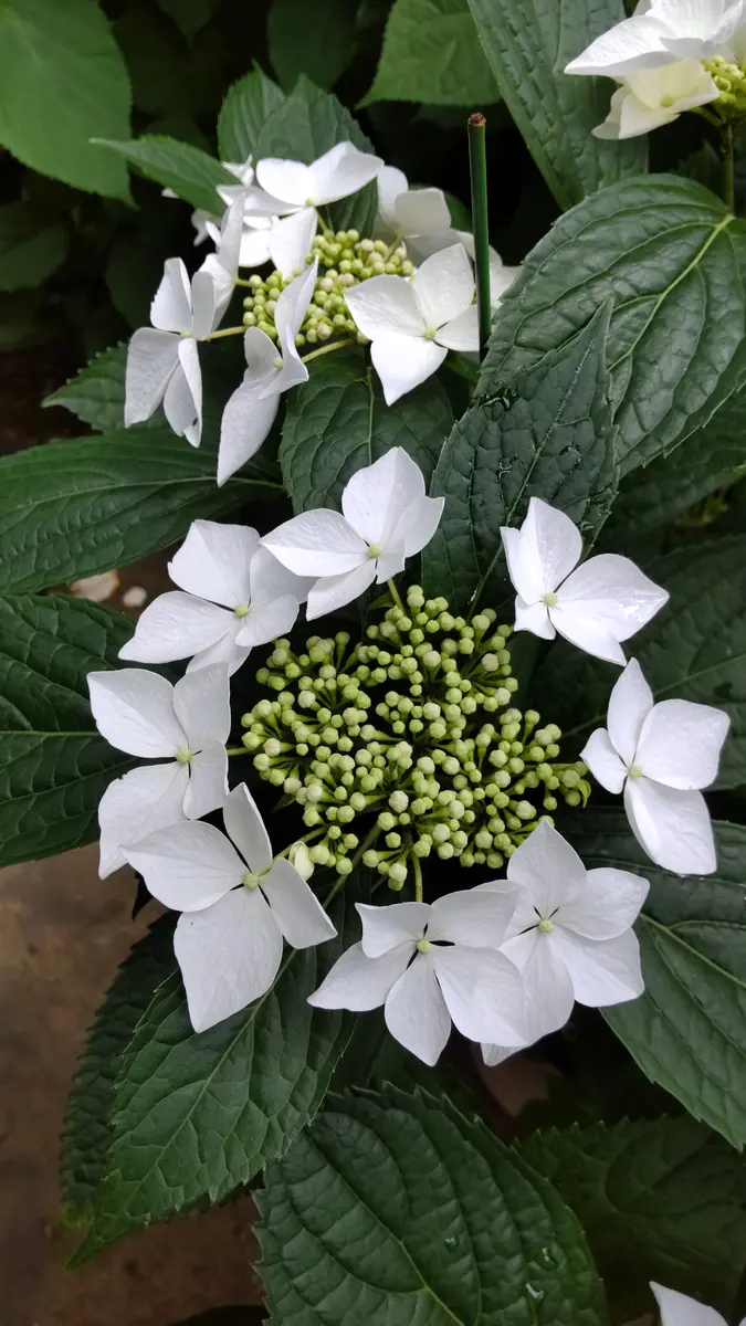 アジサイ　L10kg 楽天市場】アジサイ佳澄苗 あじさい苗 紫陽花苗 : 園芸百貨店