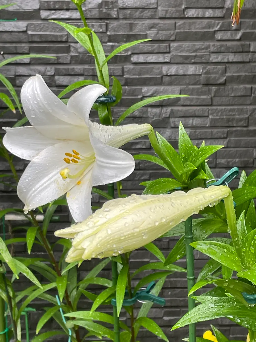 雨の日の花 鉄砲百合、プリムラベアリー、ガーベラ｜園芸日記
