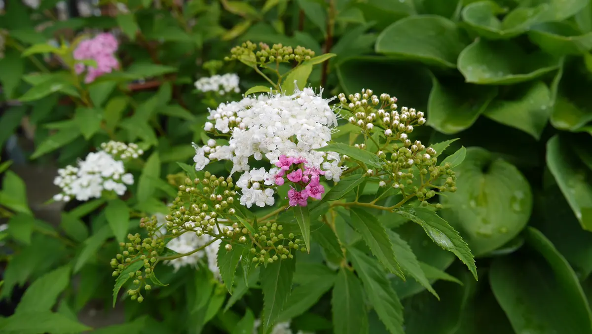 帰ってきた庭の花たち、なでしこ・矢車草・うつぎ。 | しお´s