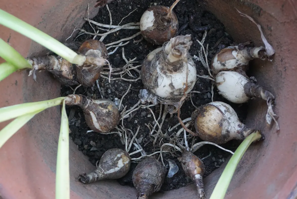 夏水仙の植え替え｜園芸日記byあめんぼ｜みんなの趣味の園芸｜1084685