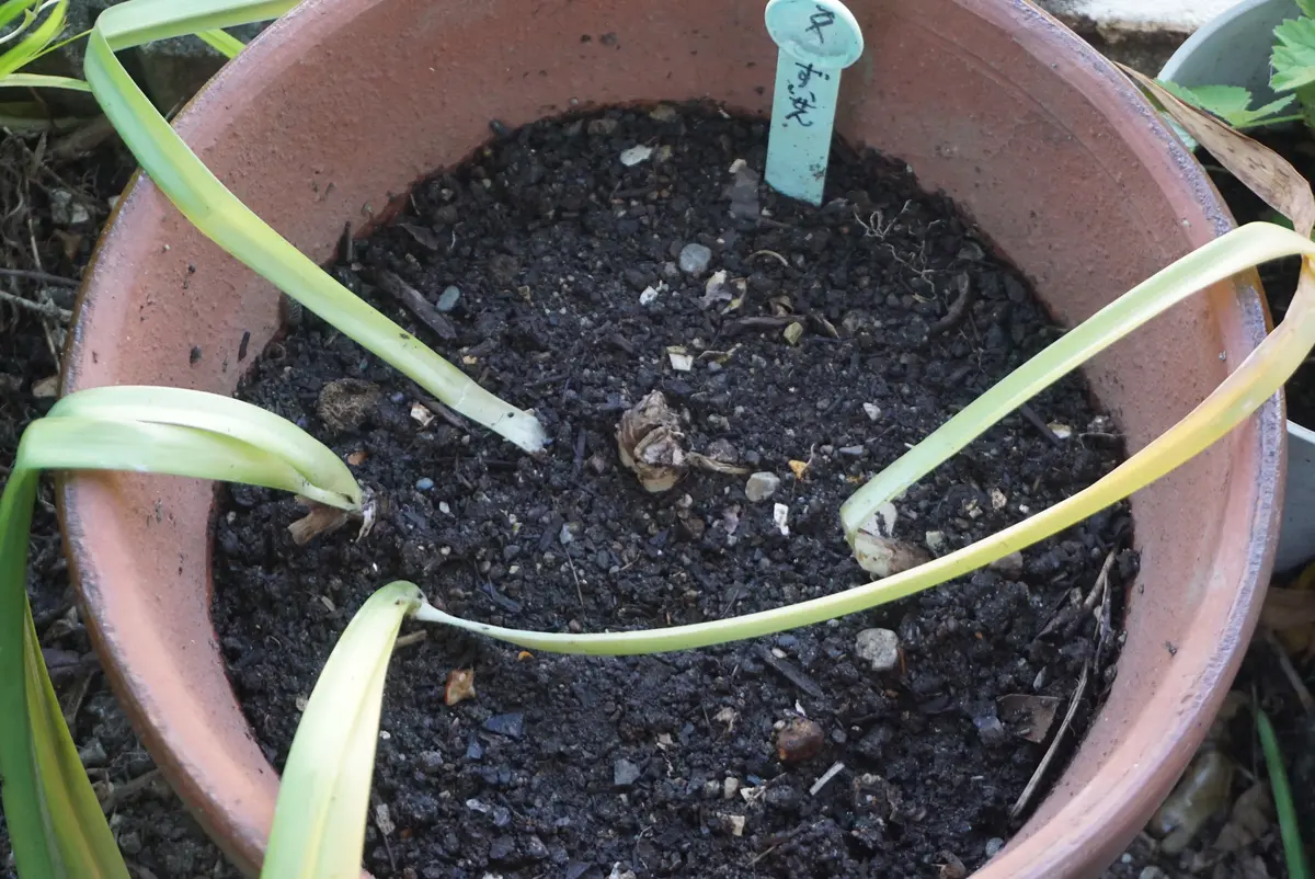 夏水仙の植え替え｜園芸日記byあめんぼ｜みんなの趣味の園芸｜1084685