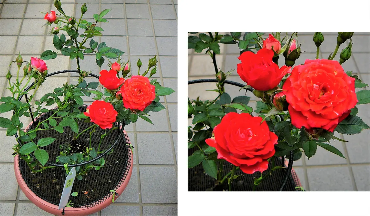 バラ苗　赤　品種不明 rosesatou-116-2.jpg