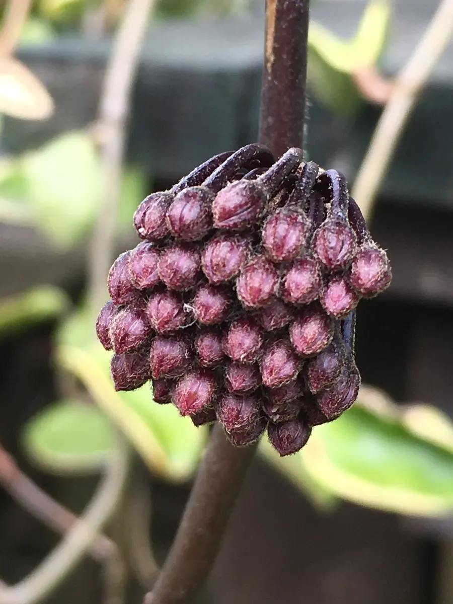 ミルクグラスバスケットレア