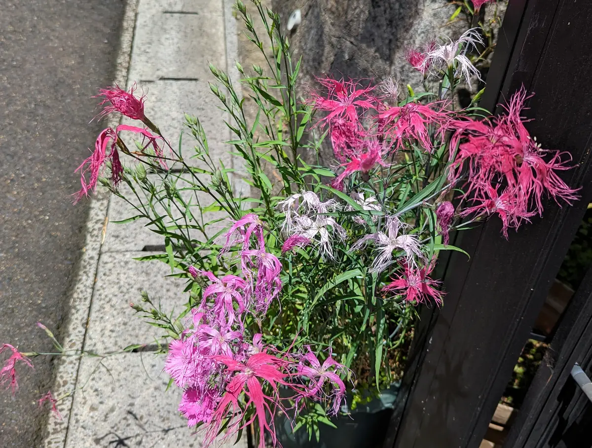 色違いで咲いてます｜園芸日記byかおりん｜みんなの趣味の園芸｜1085199
