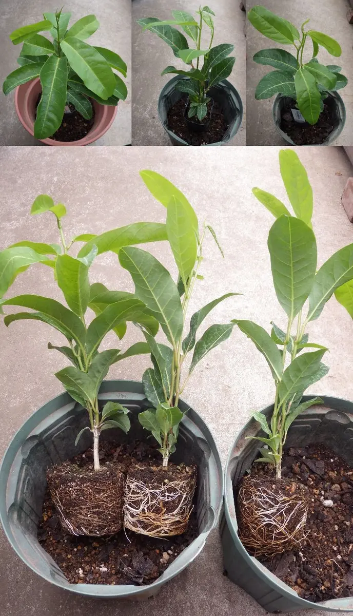 ミズレモン 苗 到着｜園芸日記by紙飛行機｜みんなの趣味の園芸｜1085402