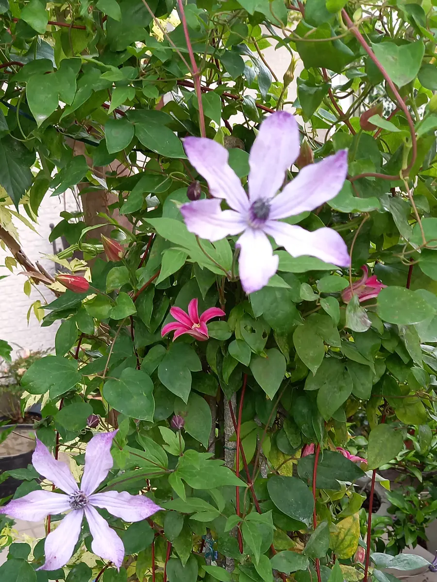 ①超希少 大人気品種 クレマチス 流星 苗