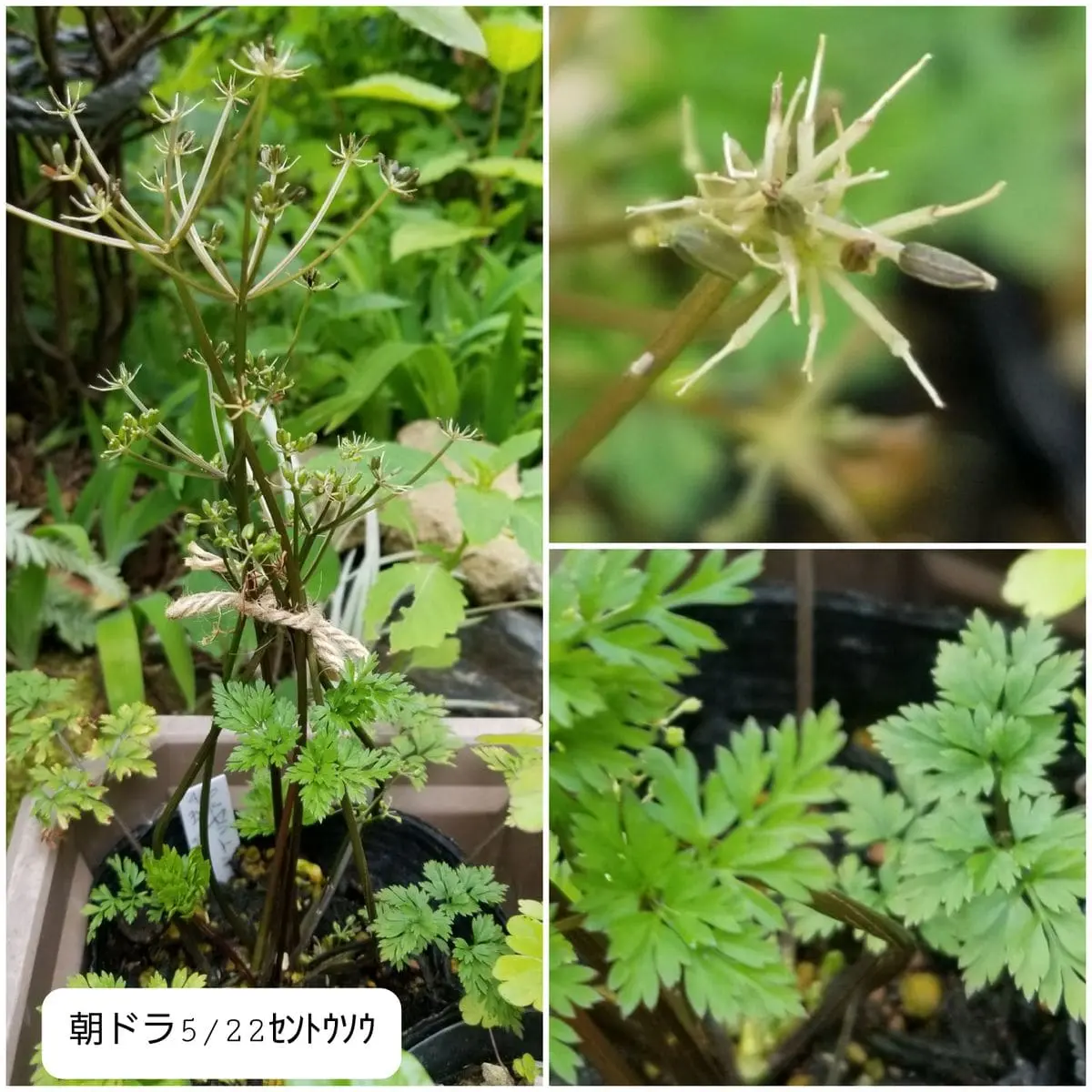 ニゲラの苗を見つけた~~!|園芸日記byhanura|みんなの趣味の ニゲラの苗を見つけた~~!|園芸日記byhanura|みんなの趣味の