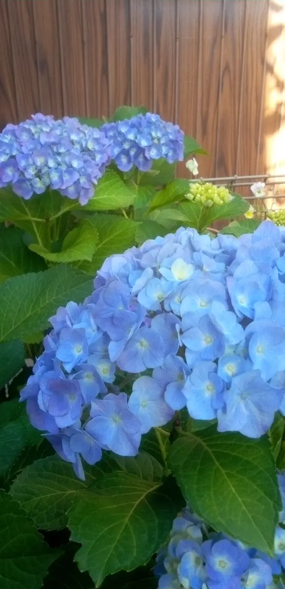 さとです。紫陽花  3点 紫陽花が咲きました💙｜園芸日記by花散る里｜みんなの趣味の園芸