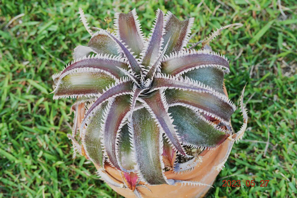 ディッキア　ワサビ　wasabi 親株出品 Dyckia 'Wasabi' （ディッキア 'ワサビ'）BBYの育て方 & 生育記録 Vol