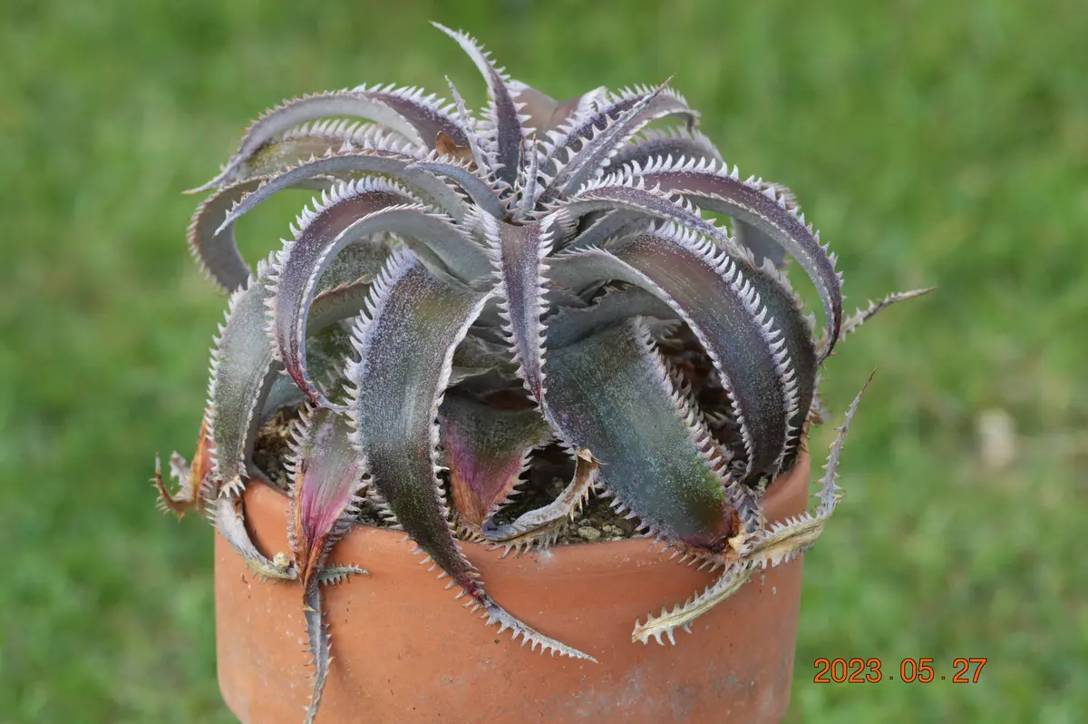 ディッキアの植え替え・ワサビ｜園芸日記by鹿せんべい｜みんなの趣味の