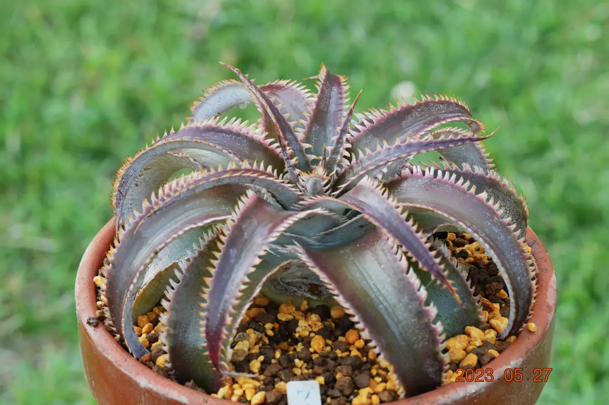 ディッキア　ワサビ④　格安　　 Dyckia 'Wasabi' （ディッキア ワサビ）成長記録④ | ~龍の巣窟~