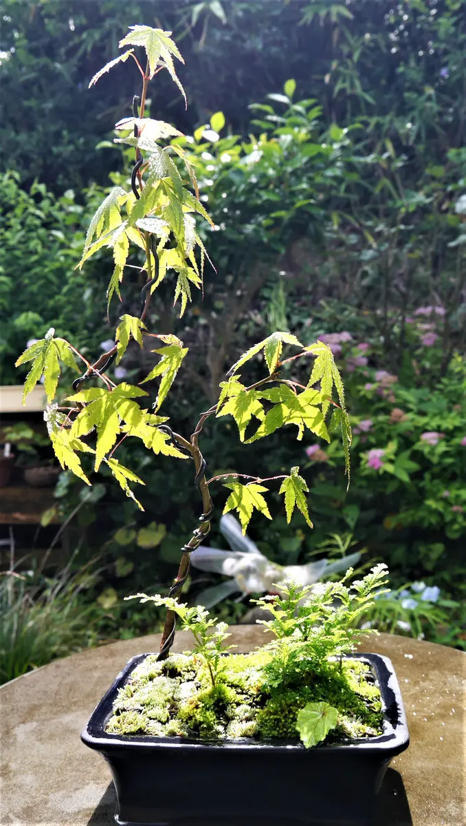 紅葉 (もみじ) 黄金シダ (コガネシダ)観葉植物 紅葉 (もみじ) 黄金シダ (コガネシダ)観葉植物