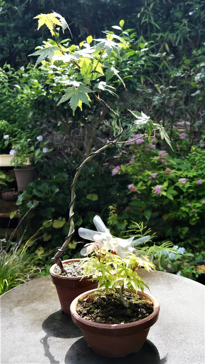 25 山採り　ニシキギ 25 山採りニシキギ