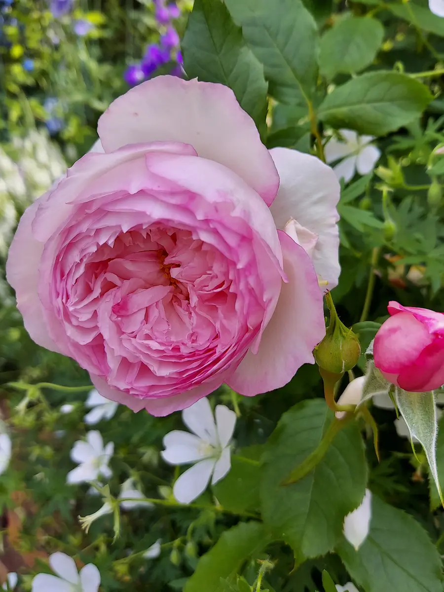 試行錯誤が続く薔薇 ザミルオンザフロス｜園芸日記byちゃっちゃん