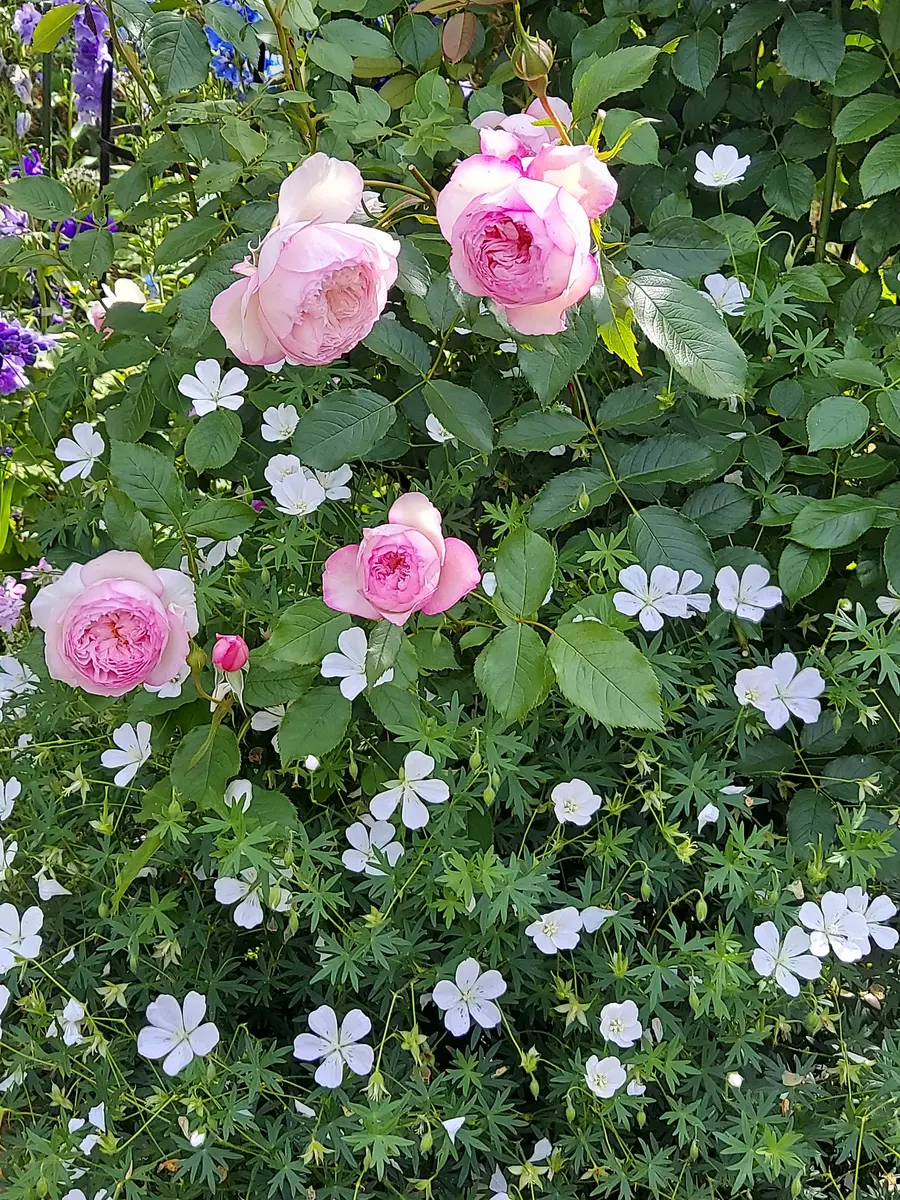 ER ザミルオンザフロス 挿し穂 2本 ER ザミルオンザフロス 挿し穂 2本