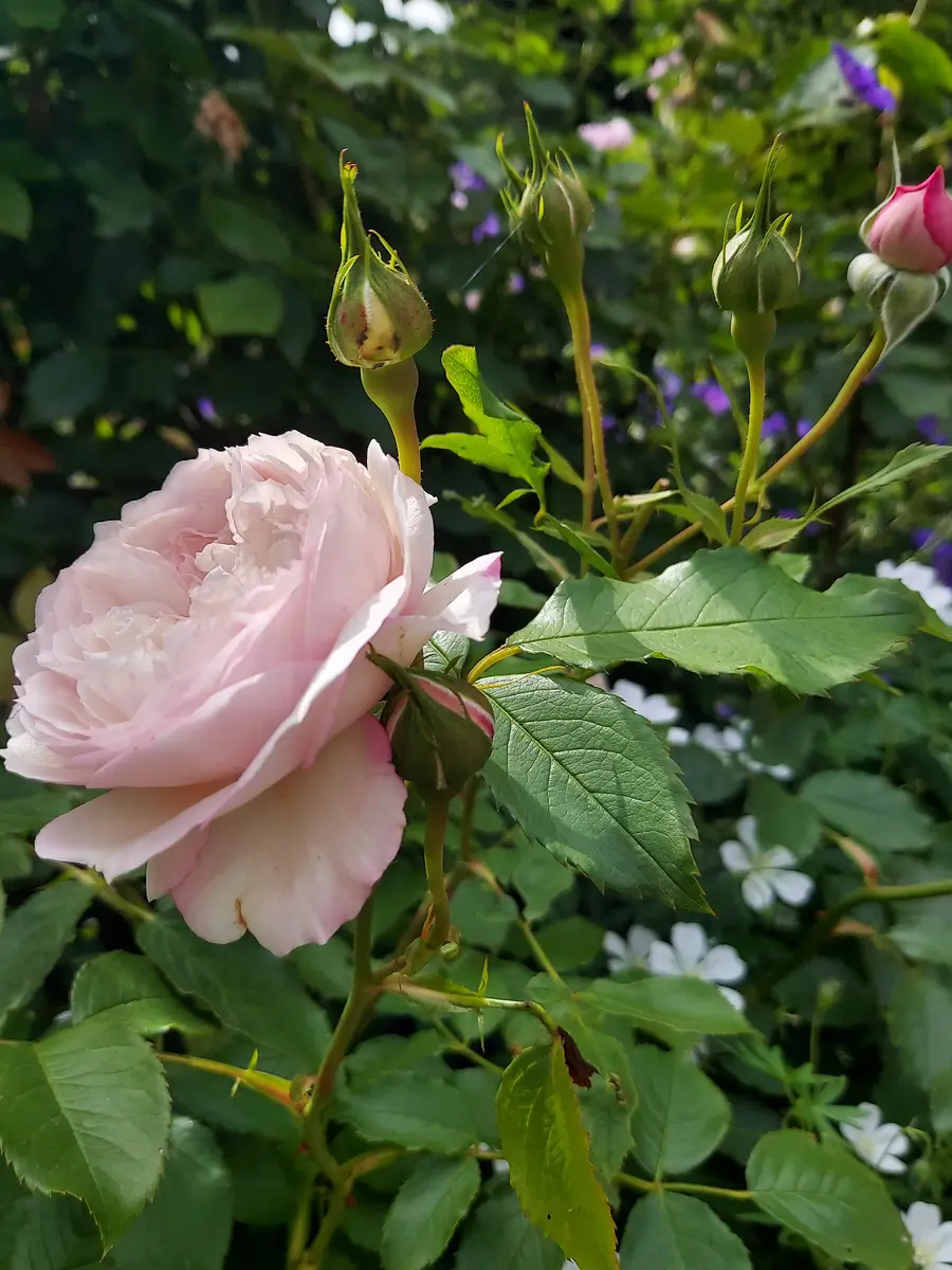 試行錯誤が続く薔薇 ザミルオンザフロス｜園芸日記byちゃっ
