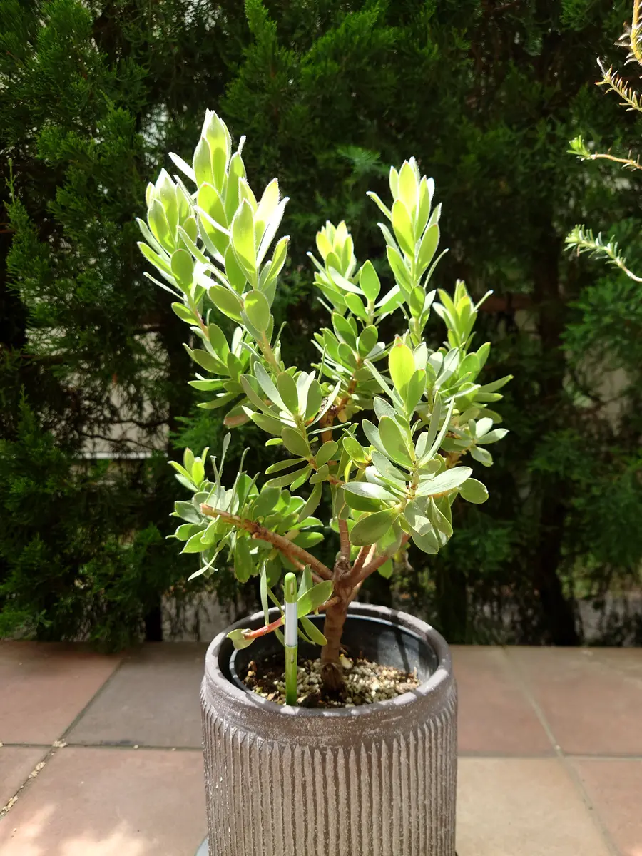 リューカデンドロン サマーサン 8号 【楽天市場】鉢花 観葉植物